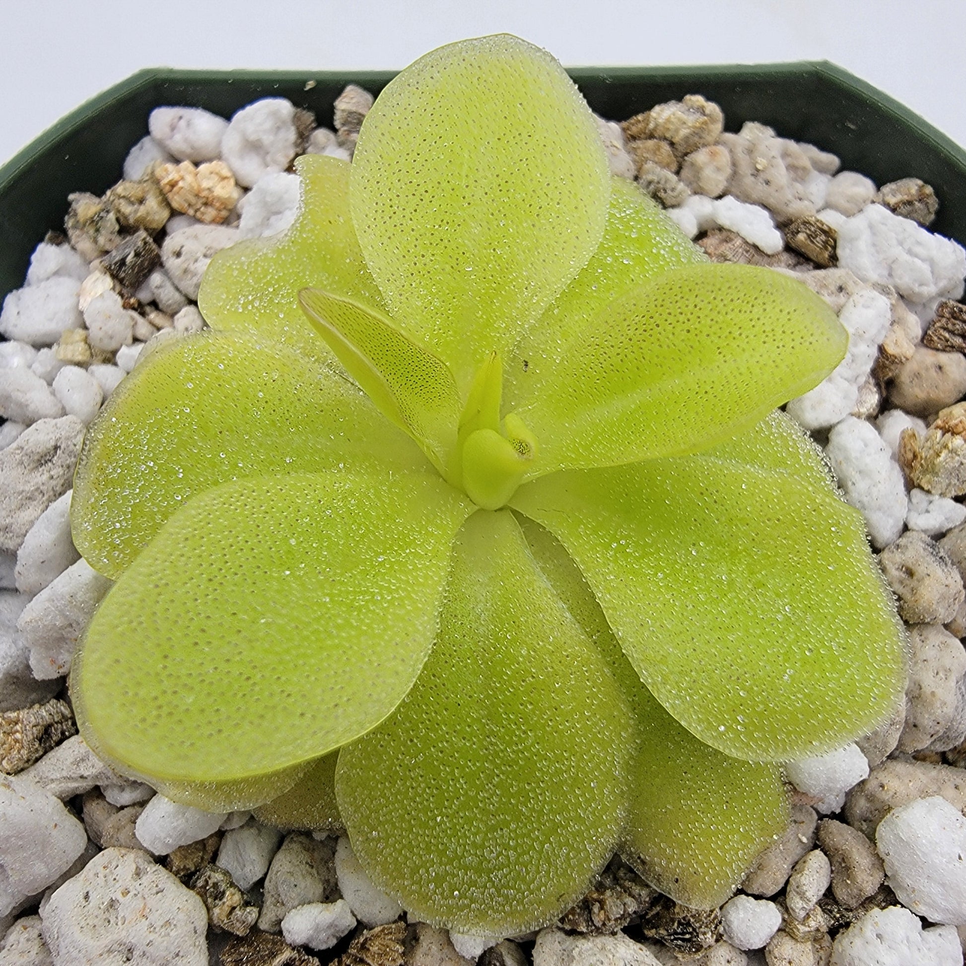 Pinguicula 'Sumidero II' – Butterworts