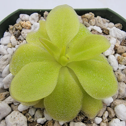 Pinguicula 'Sumidero II' – Butterworts
