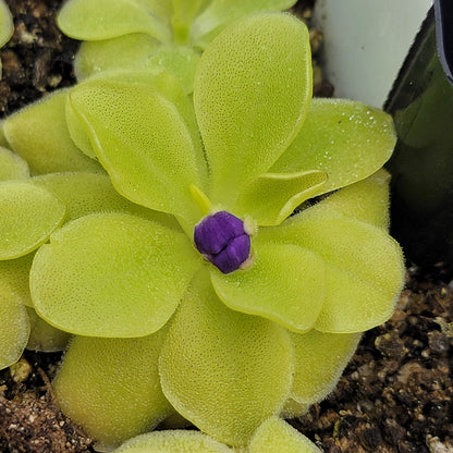Pinguicula 'Sumidero II' – Butterworts