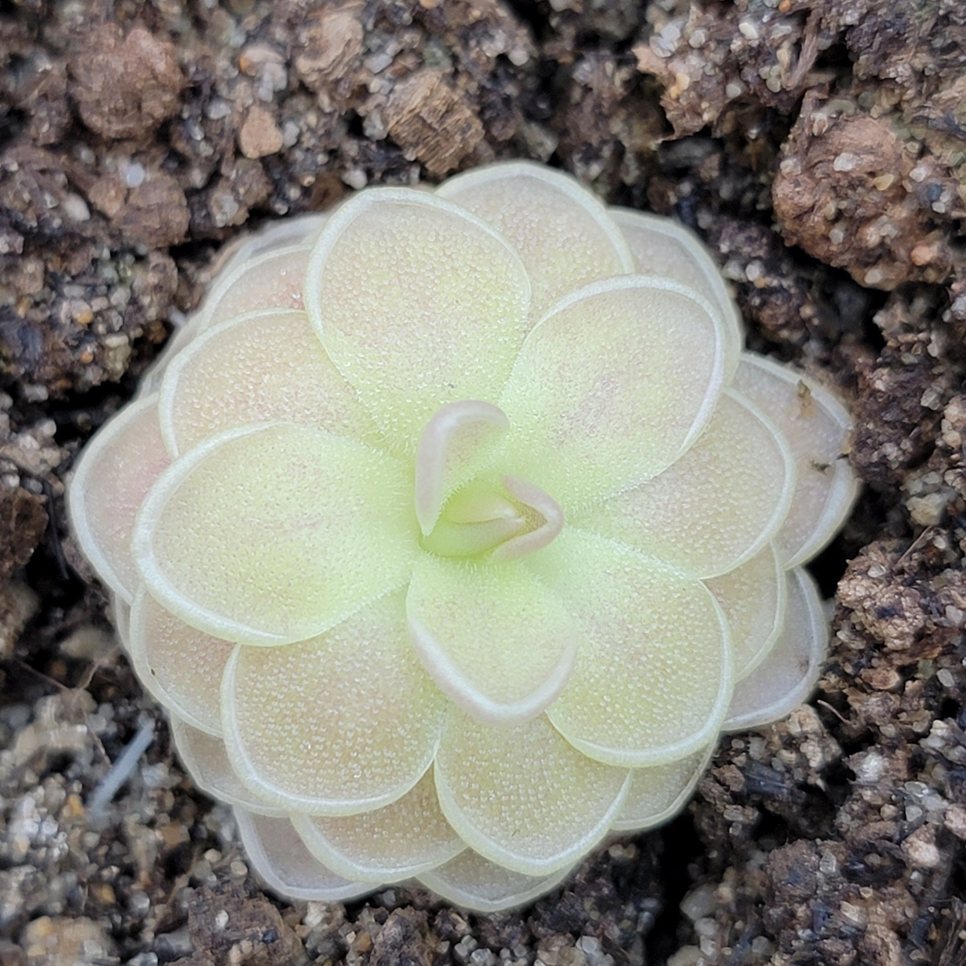 Pinguicula "Sunshine" – Rare Hybrid Carnivorous Butterwort | Live Plant – Butterworts