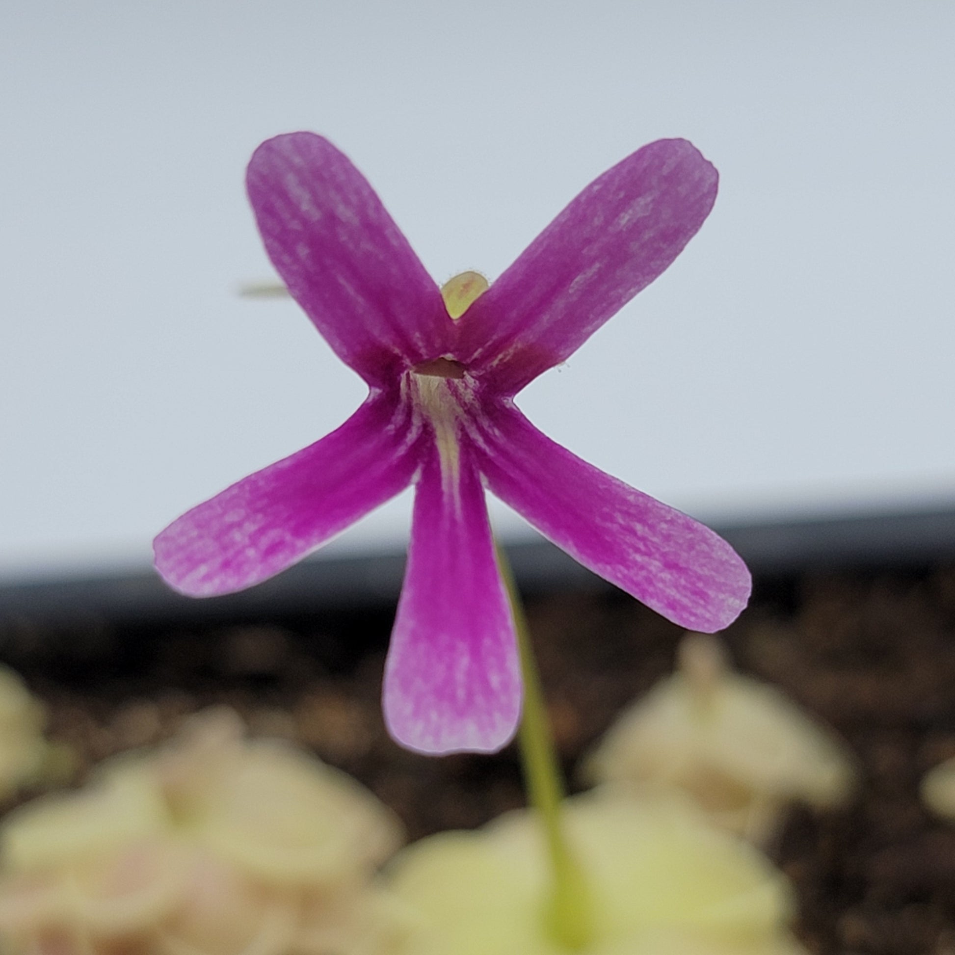 Pinguicula "Sunshine" – Rare Hybrid Carnivorous Butterwort | Live Plant – Butterworts