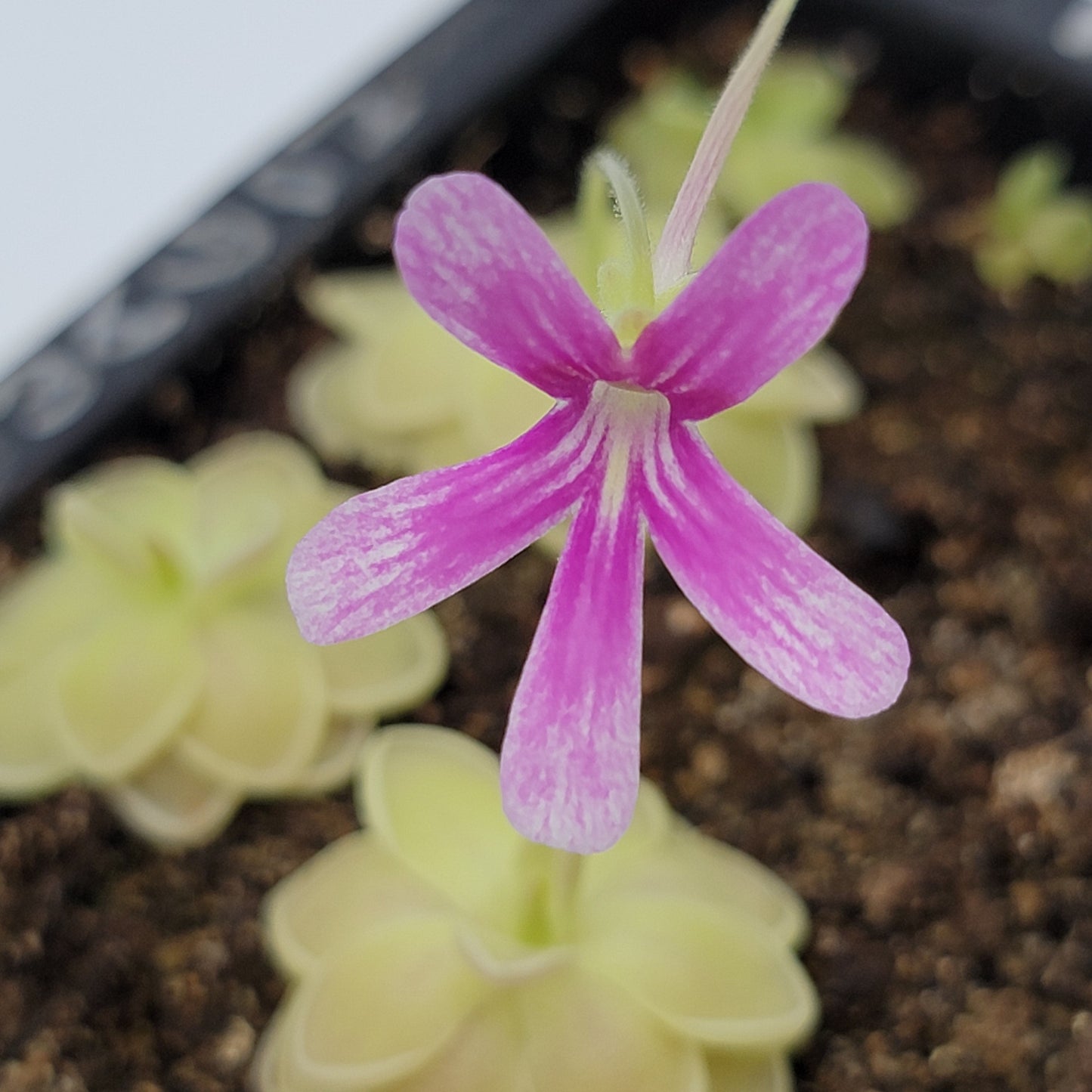 Pinguicula "Sunshine" – Rare Hybrid Carnivorous Butterwort | Live Plant – Butterworts