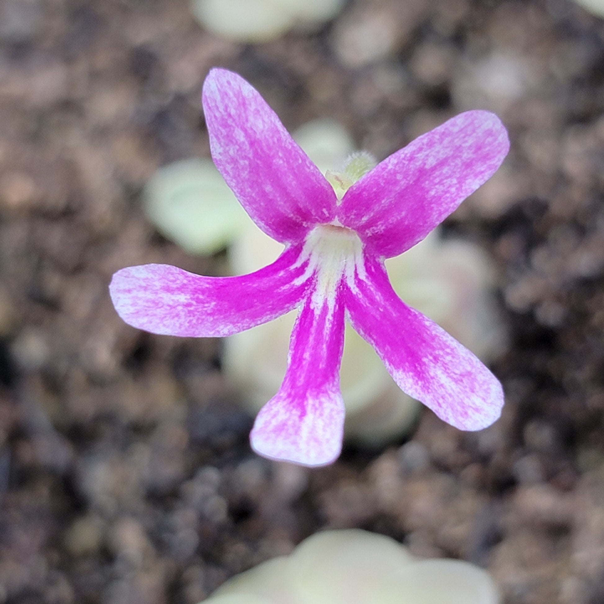 Pinguicula "Sunshine" – Rare Hybrid Carnivorous Butterwort | Live Plant – Butterworts