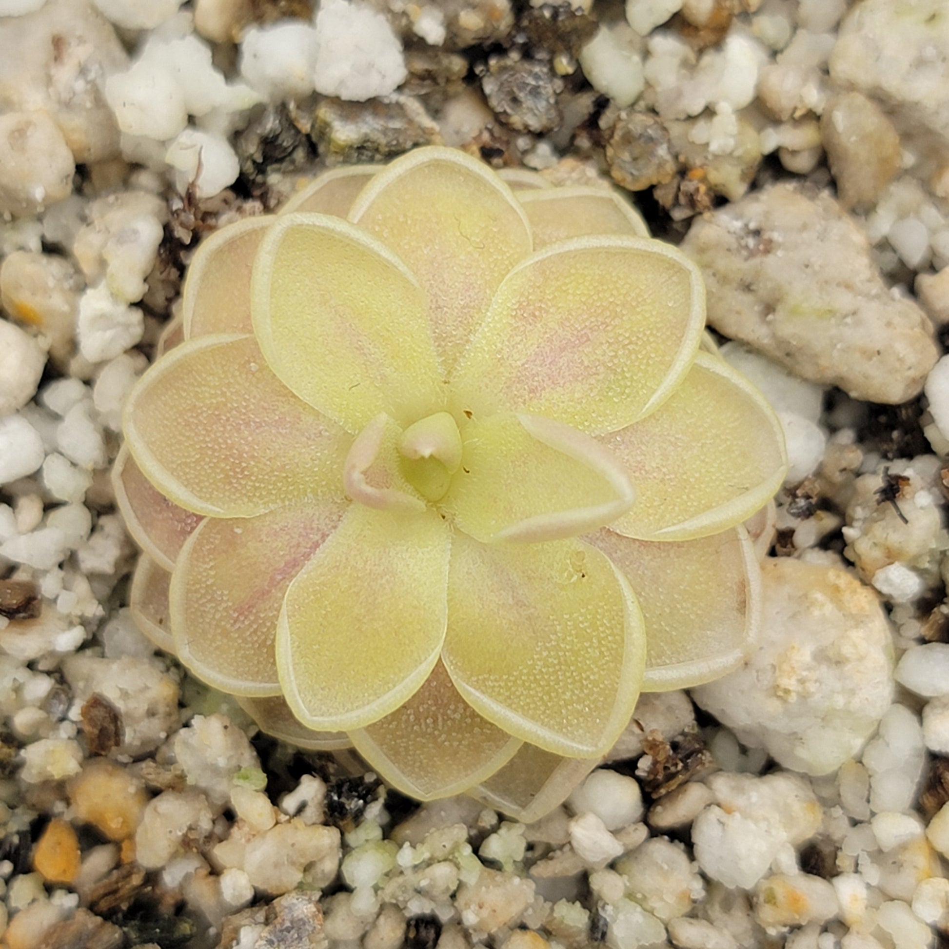 Pinguicula "Sunshine" – Rare Hybrid Carnivorous Butterwort | Live Plant – Butterworts