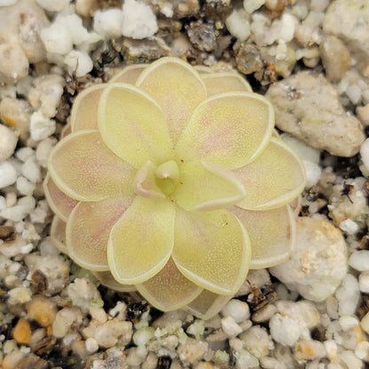 Pinguicula "Sunshine" – Rare Hybrid Carnivorous Butterwort | Live Plant – Butterworts