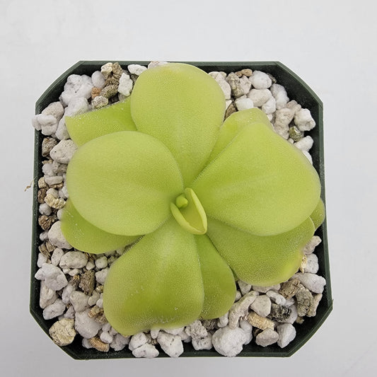 Pinguicula 'Tina' – Butterworts