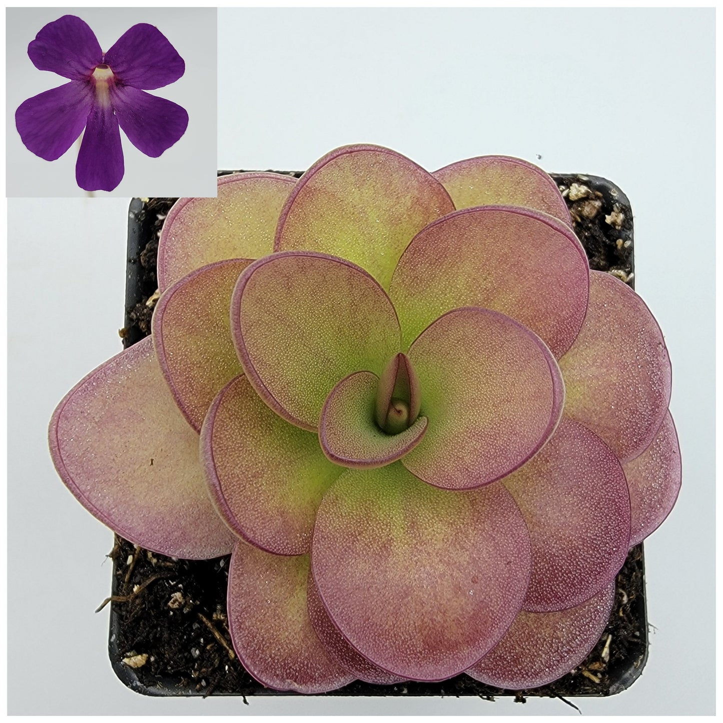 Pinguicula 'Weser' x agnata 'El Lobo' – Butterworts