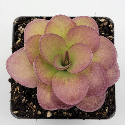 Pinguicula 'Weser' x agnata 'El Lobo' – Butterworts