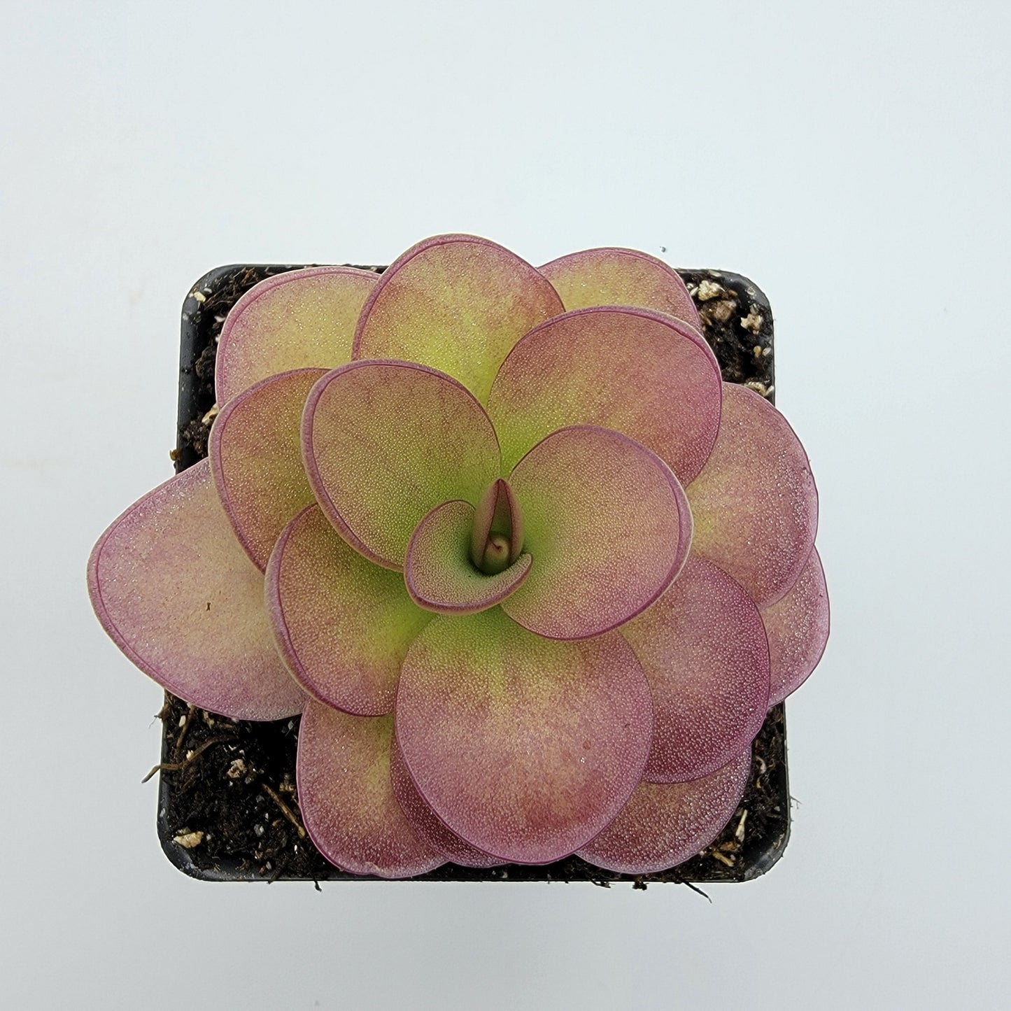 Pinguicula 'Weser' x agnata 'El Lobo' – Butterworts