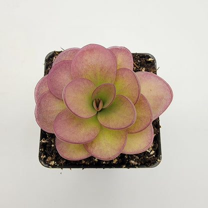 Pinguicula 'Weser' x agnata 'El Lobo' – Butterworts