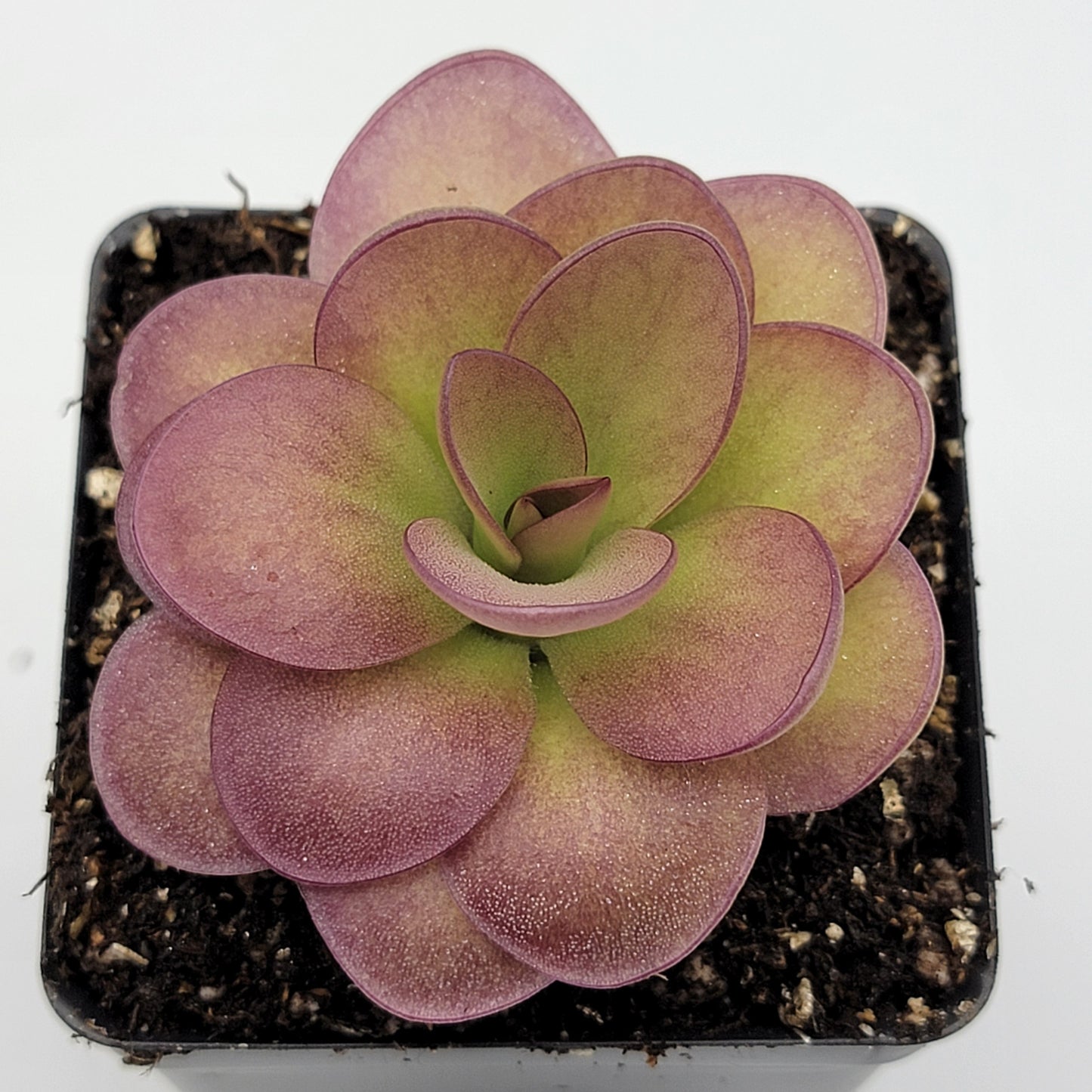 Pinguicula 'Weser' x agnata 'El Lobo' – Butterworts