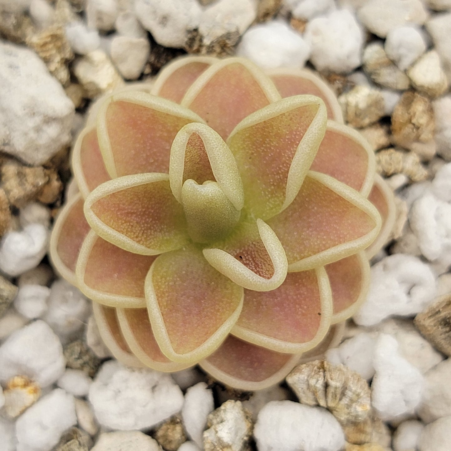 Pinguicula "Yucca Do 1713" – Butterworts