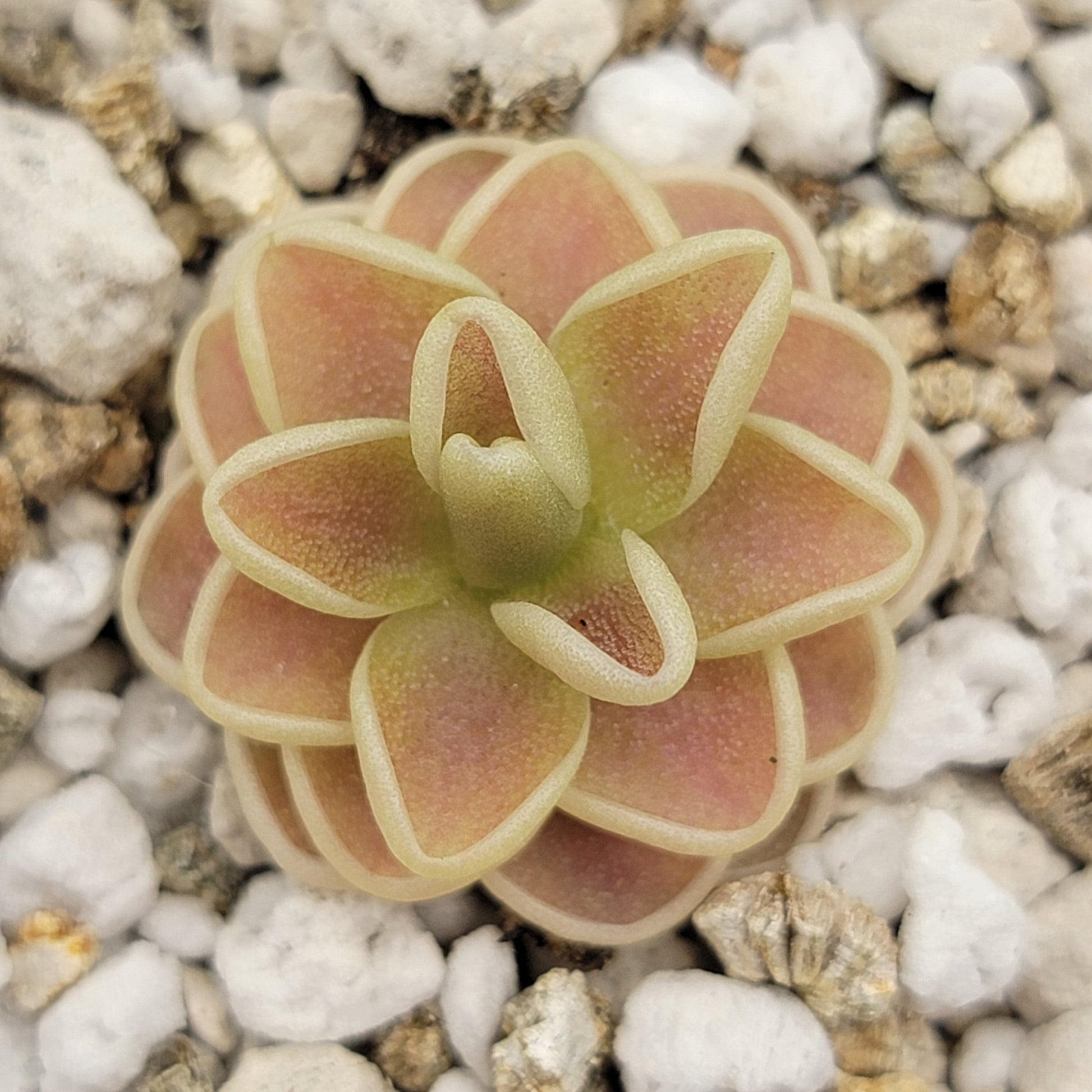 Pinguicula "Yucca Do 1713" – Butterworts