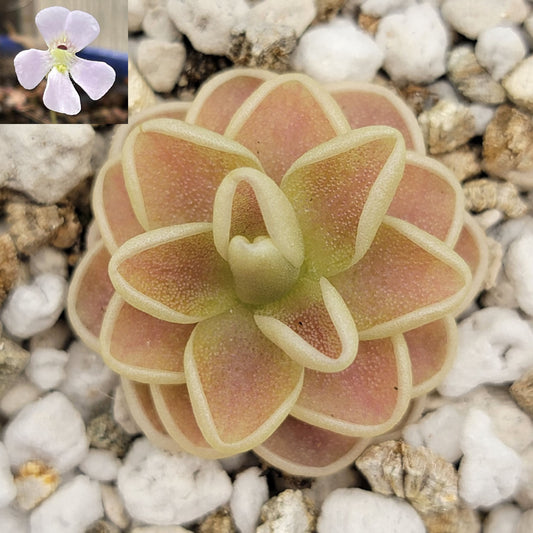 Pinguicula "Yucca Do 1713" – Butterworts