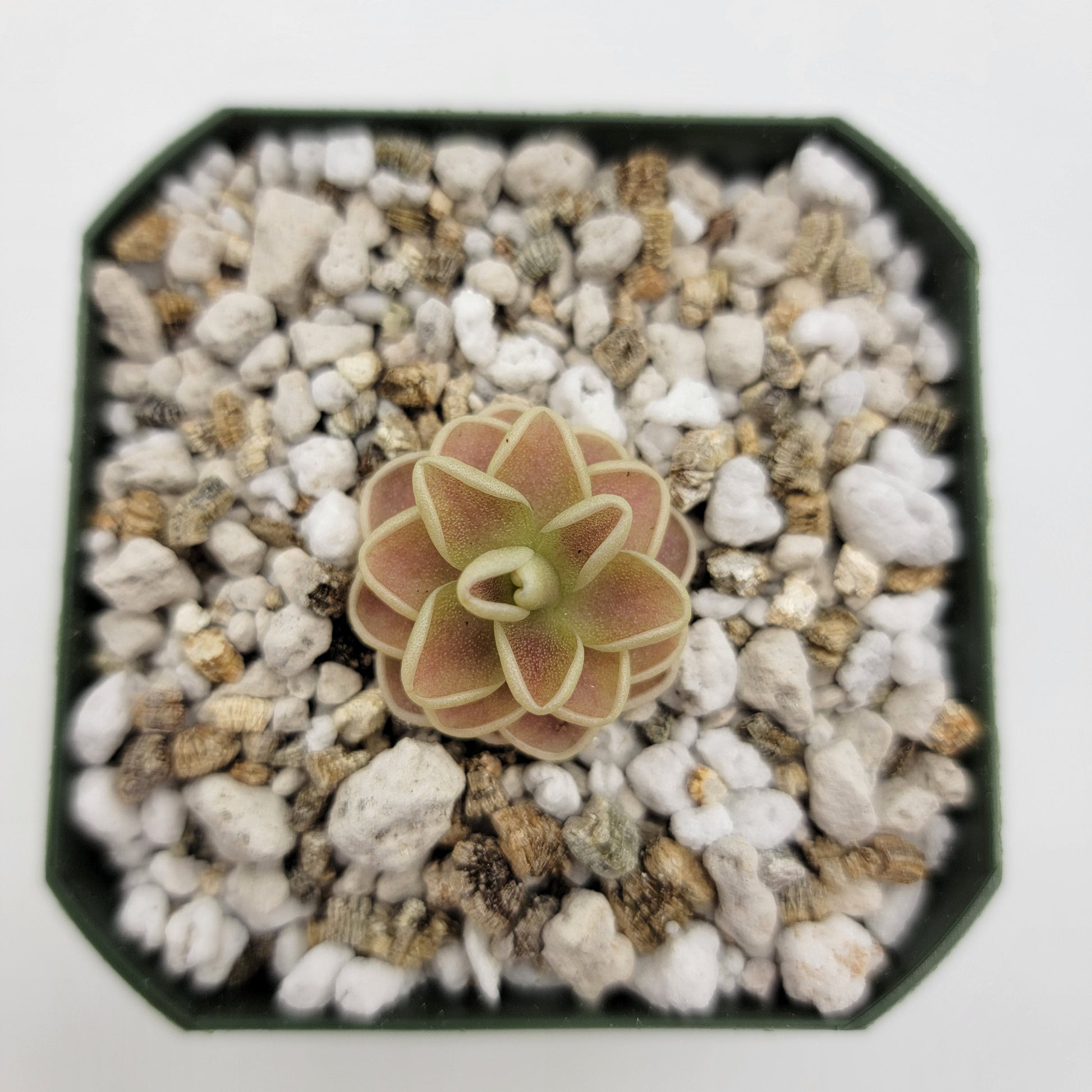 Pinguicula "Yucca Do 1713" – Butterworts