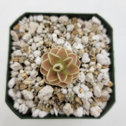 Pinguicula "Yucca Do 1713" – Butterworts