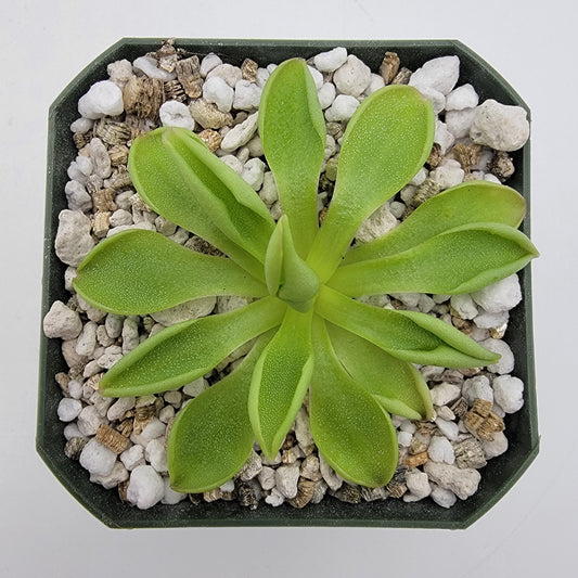 Pinguicula 'Titan' – Carnivorous Butterwort Plant – Butterworts