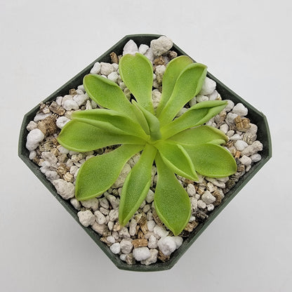 Pinguicula 'Titan' – Carnivorous Butterwort Plant – Butterworts