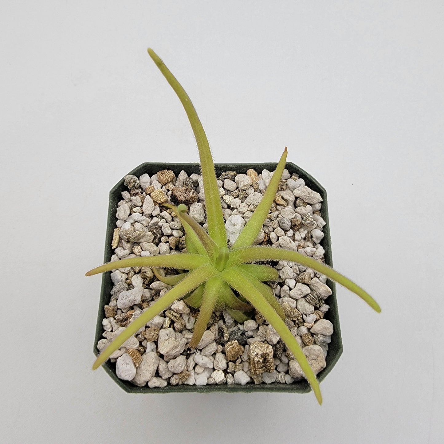 Pinguicula gypsicola x moctezumae – Rare Hybrid Carnivorous Butterwort | Live Plant – Butterworts