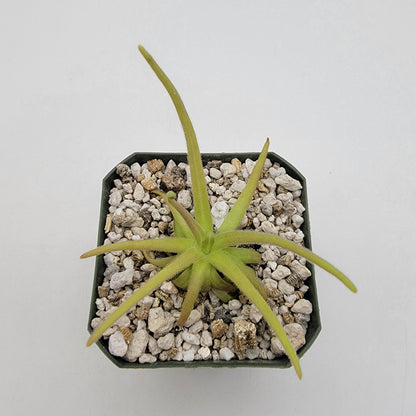 Pinguicula gypsicola x moctezumae – Rare Hybrid Carnivorous Butterwort | Live Plant – Butterworts