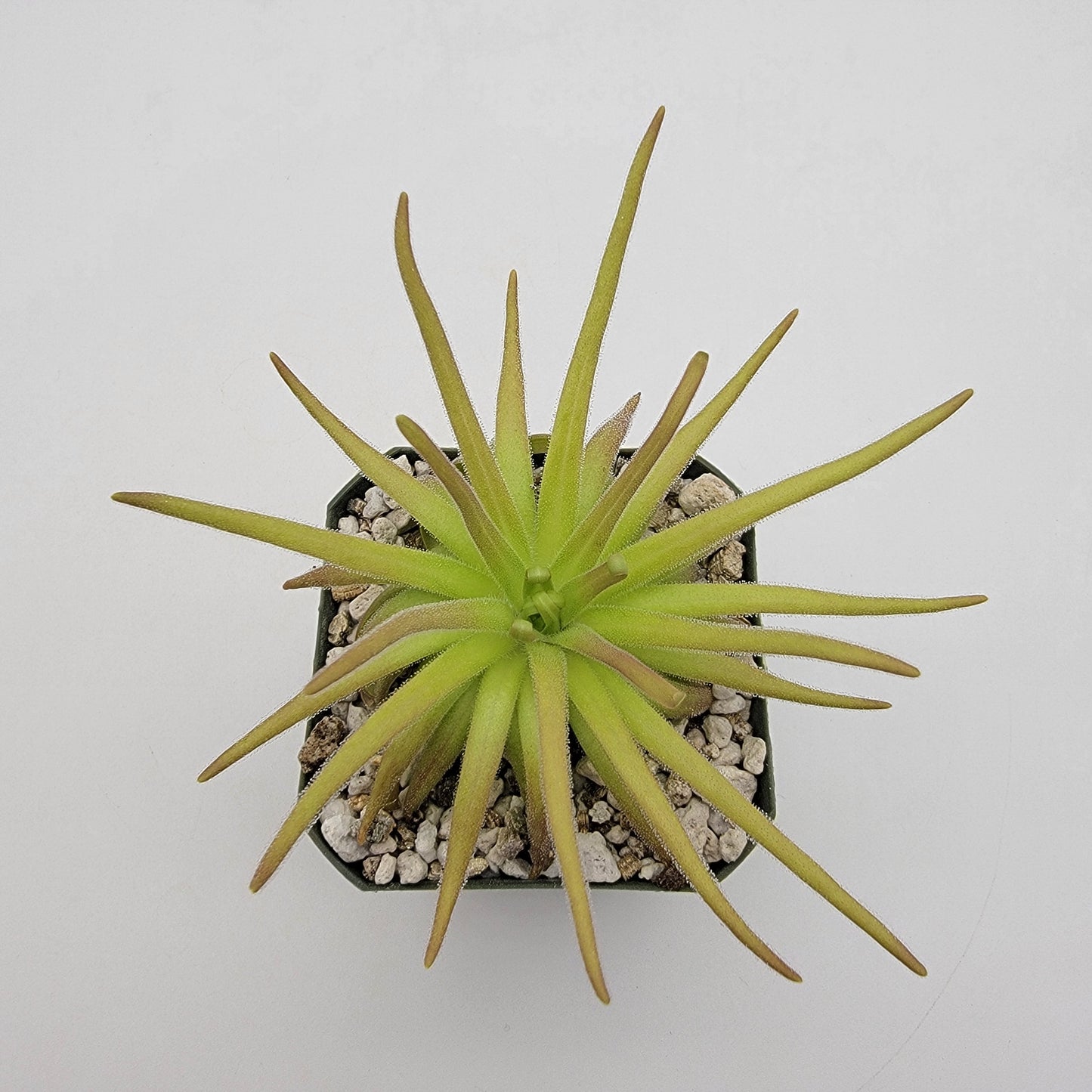Pinguicula gypsicola x moctezumae – Rare Hybrid Carnivorous Butterwort | Live Plant – Butterworts