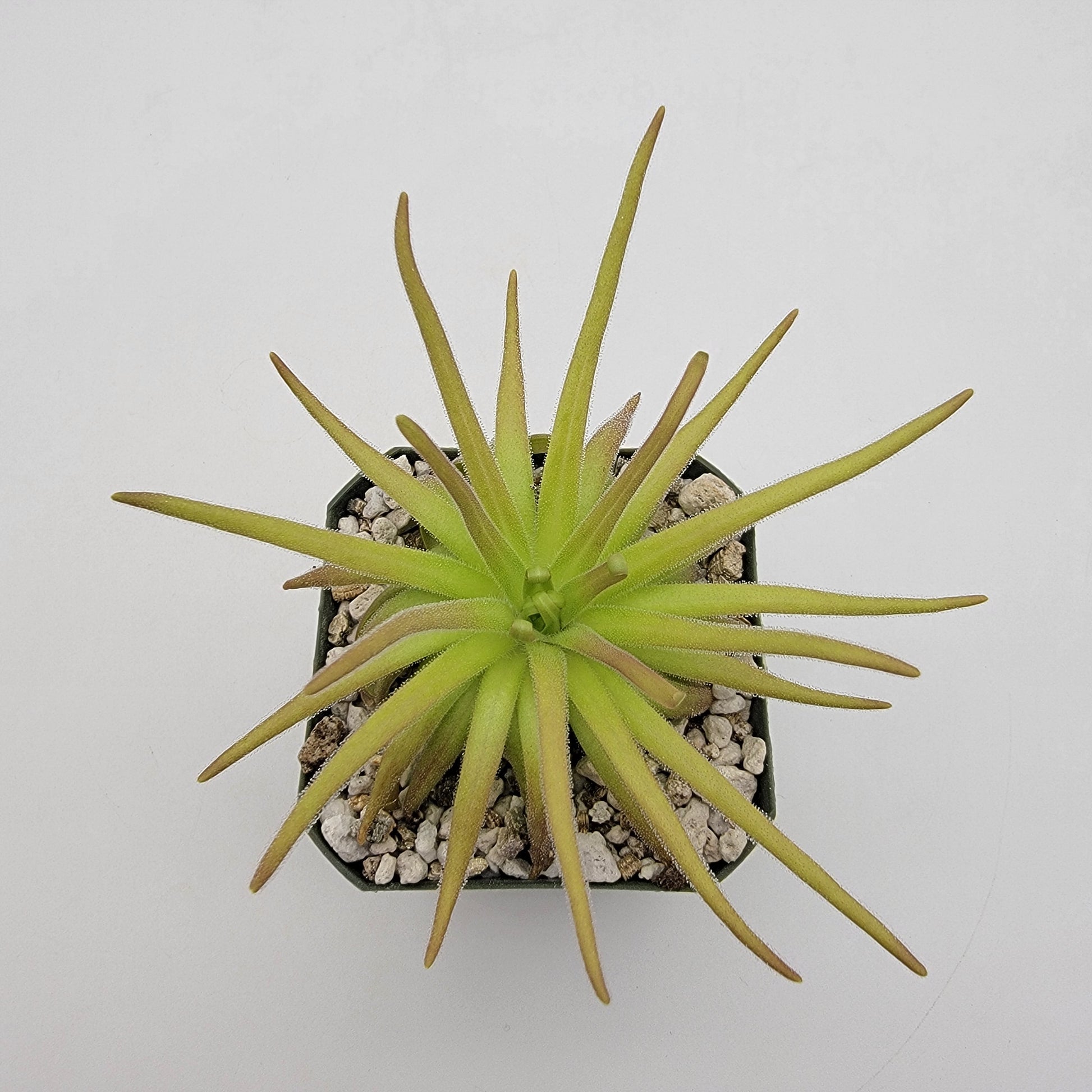 Pinguicula gypsicola x moctezumae – Rare Hybrid Carnivorous Butterwort | Live Plant – Butterworts