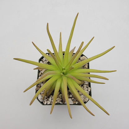 Pinguicula gypsicola x moctezumae – Rare Hybrid Carnivorous Butterwort | Live Plant – Butterworts