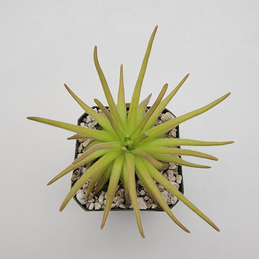 Pinguicula gypsicola x moctezumae – Rare Hybrid Carnivorous Butterwort | Live Plant – Butterworts