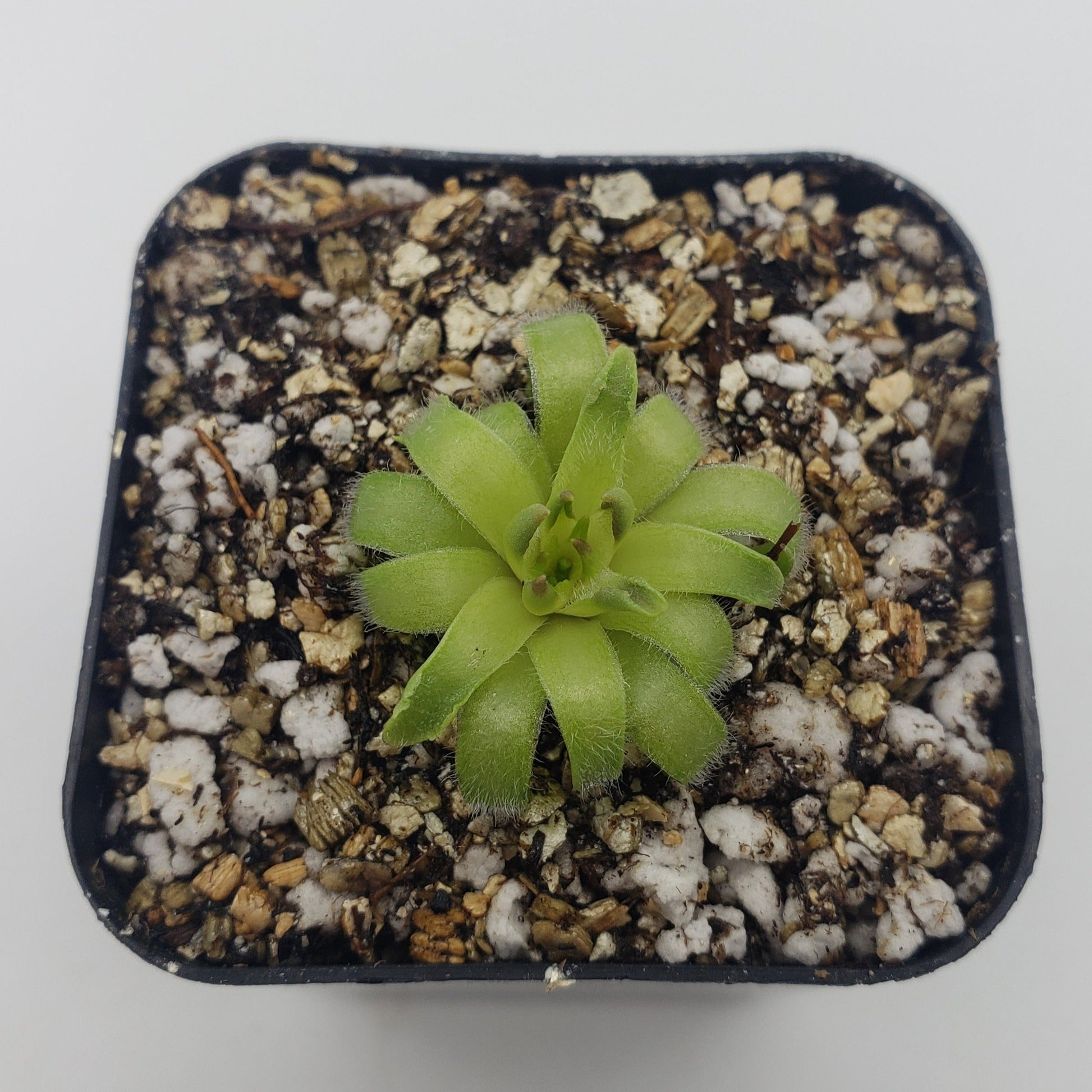 Pinguicula acuminata – Rare Carnivorous Butterwort | Seasonal Live Plant – Butterworts