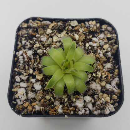 Pinguicula acuminata – Rare Carnivorous Butterwort | Seasonal Live Plant – Butterworts