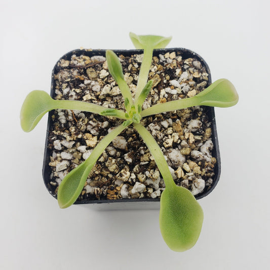 Pinguicula acuminata – Rare Carnivorous Butterwort | Seasonal Live Plant – Butterworts