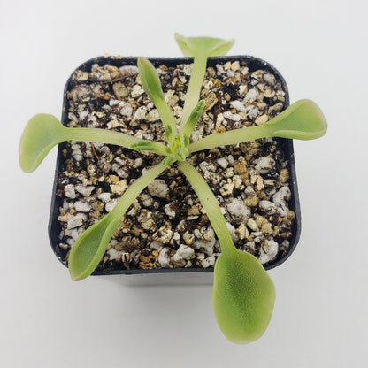 Pinguicula acuminata – Rare Carnivorous Butterwort | Seasonal Live Plant – Butterworts