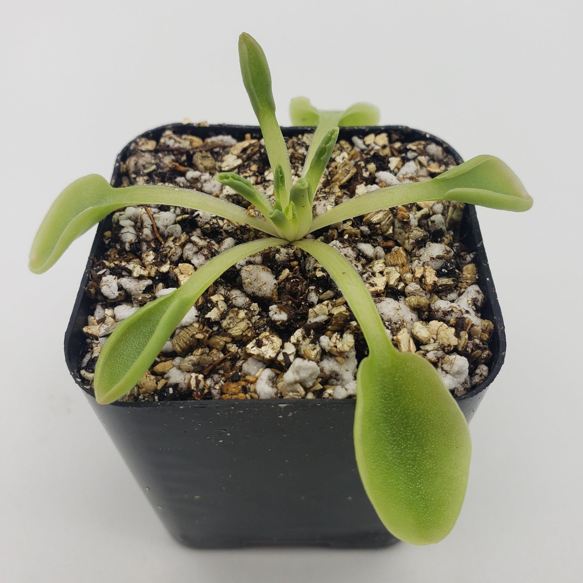 Pinguicula acuminata – Rare Carnivorous Butterwort | Seasonal Live Plant – Butterworts