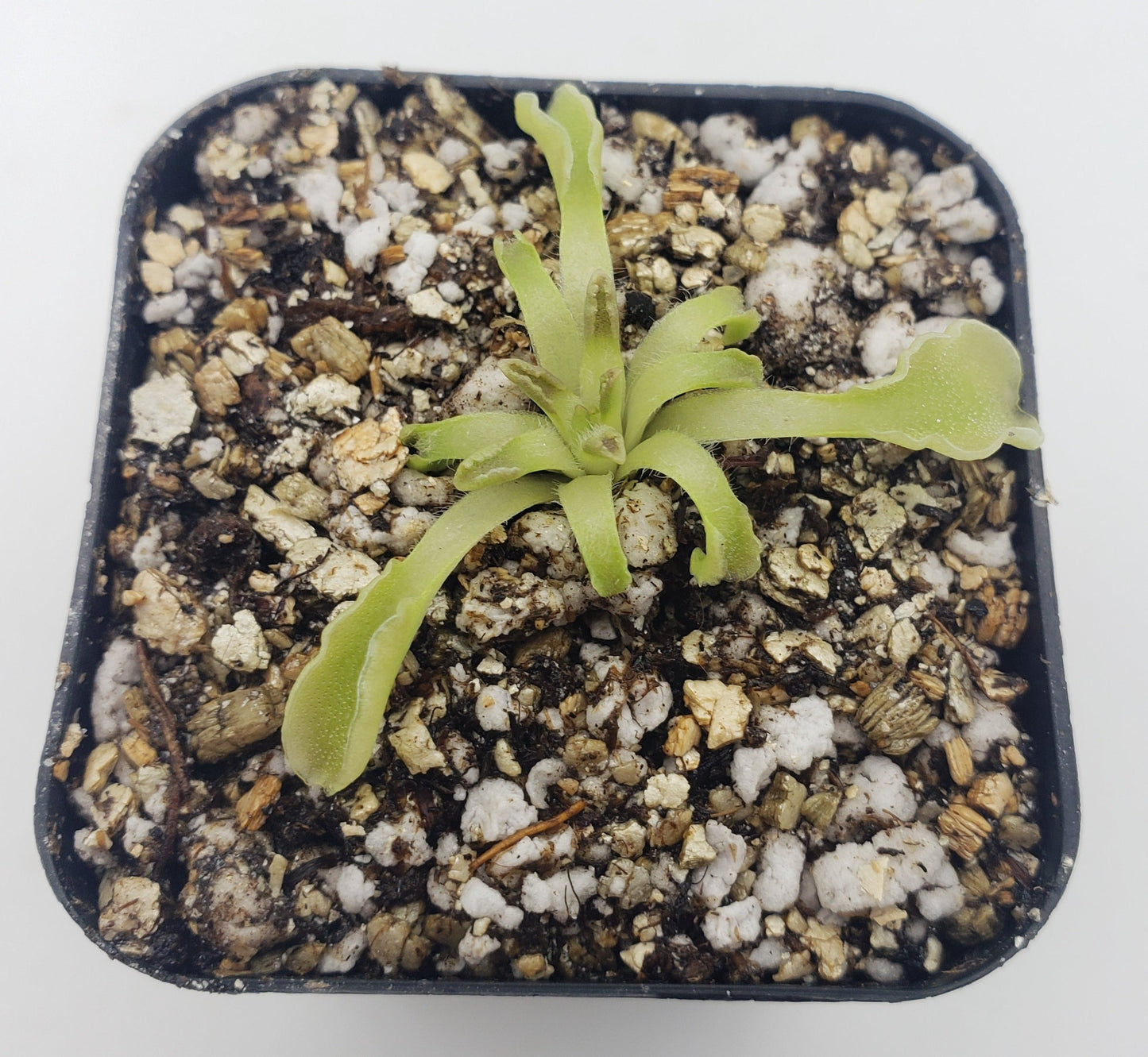 Pinguicula acuminata – Rare Carnivorous Butterwort | Seasonal Live Plant – Butterworts