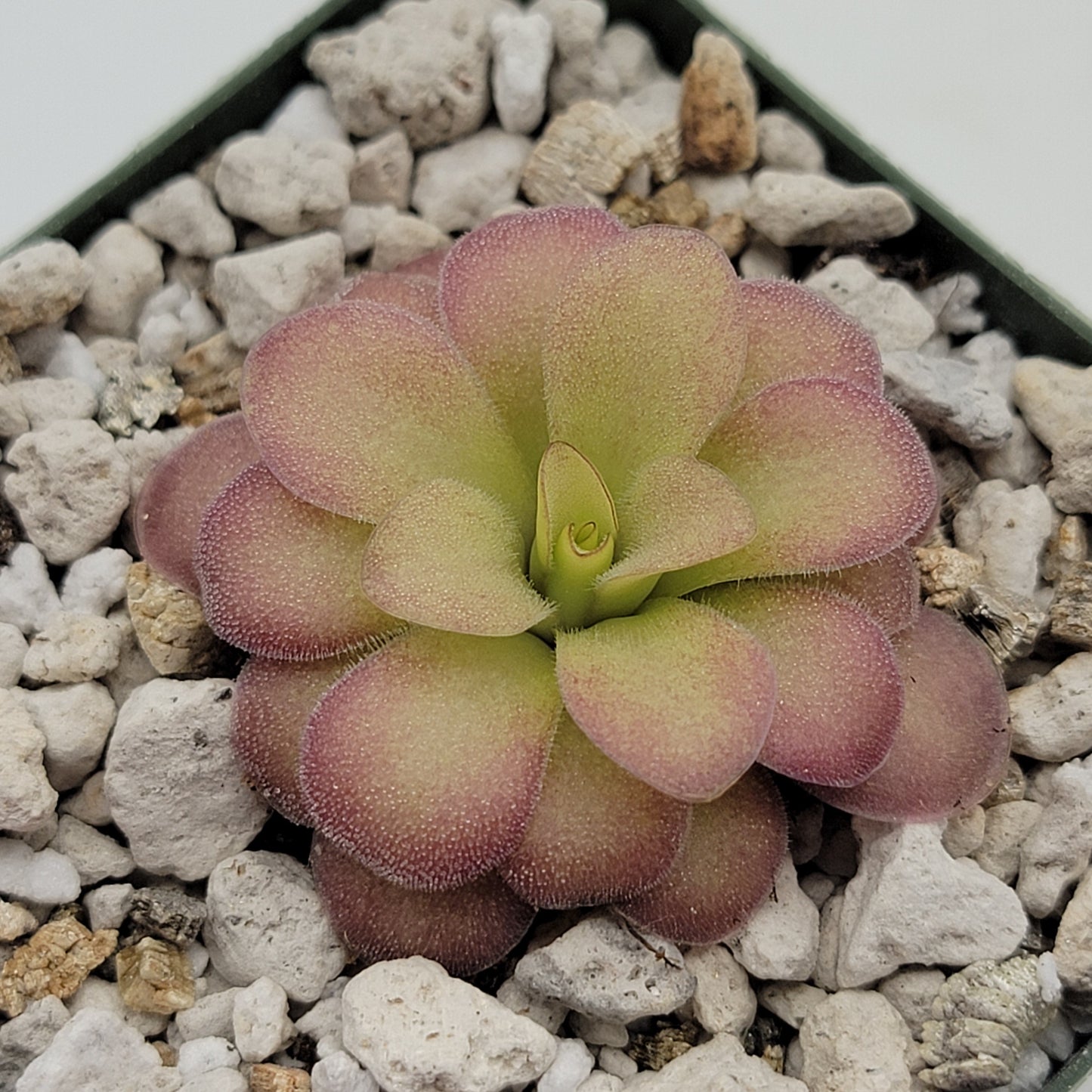 Pinguicula agnata 'El Lobo' x (laueana CP2 x emarginata)