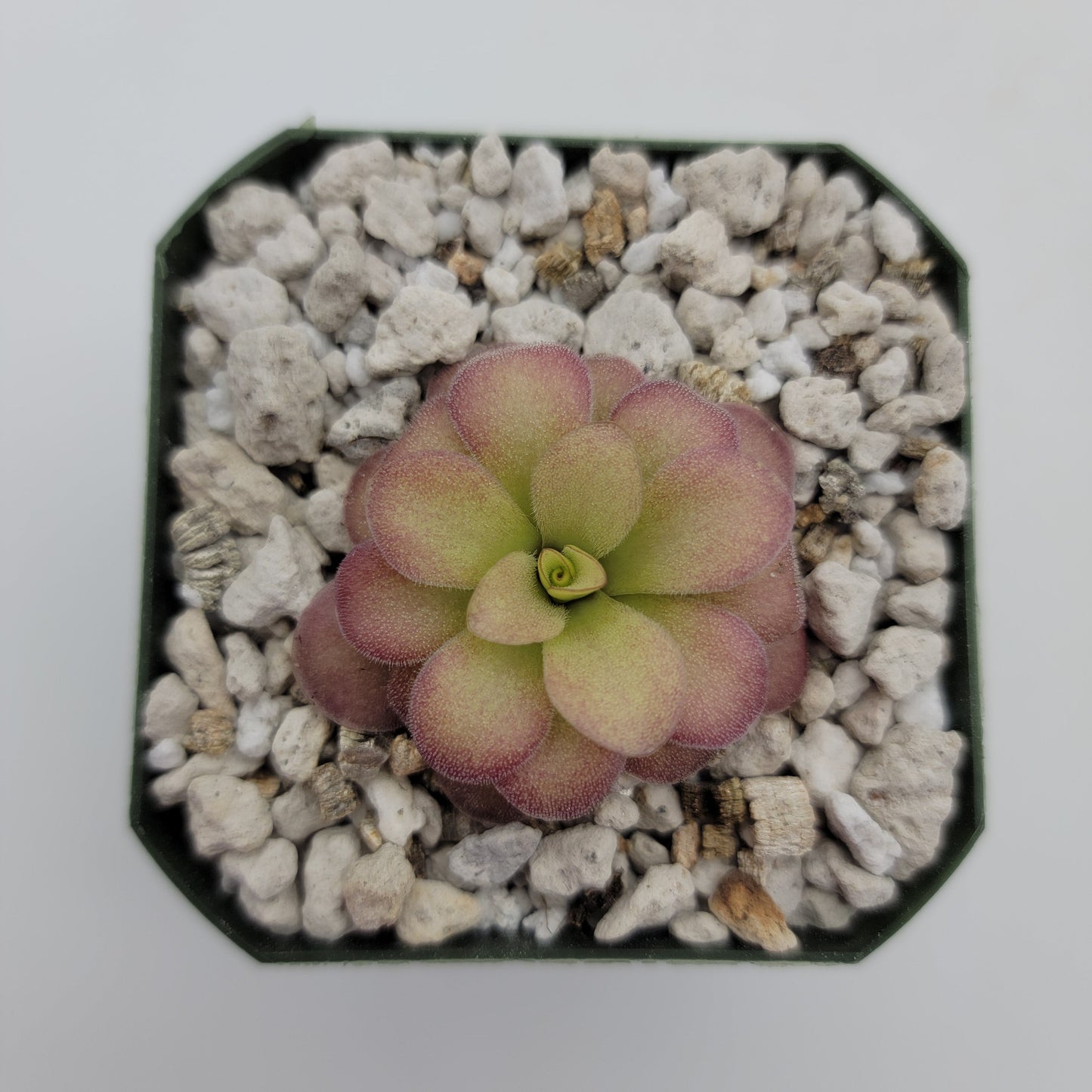 Pinguicula agnata 'El Lobo' x (laueana CP2 x emarginata)