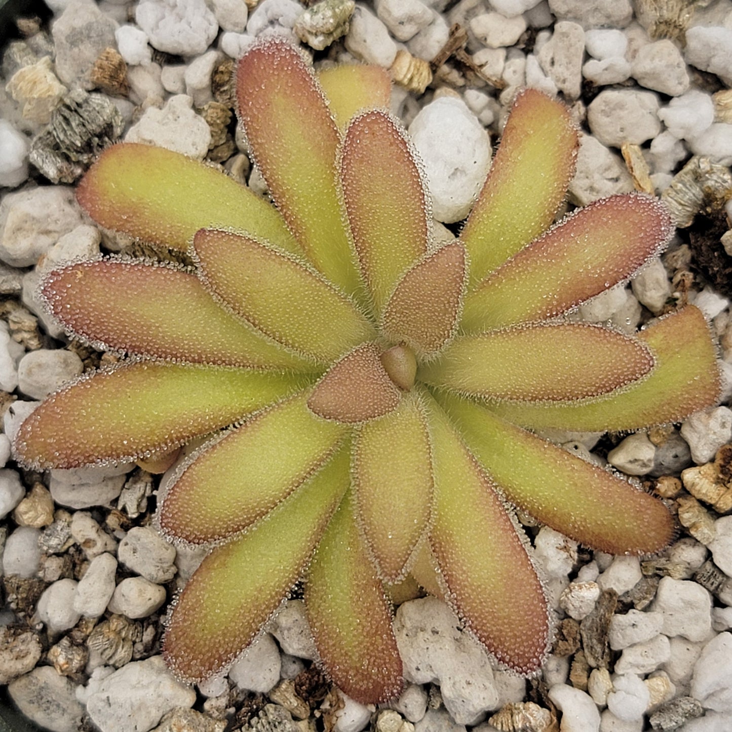 Pinguicula agnata 'El Lobo' x gypsicola – Butterworts
