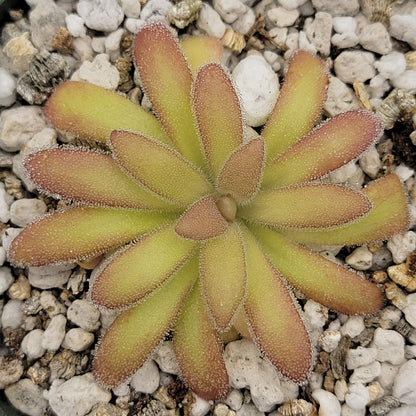 Pinguicula agnata 'El Lobo' x gypsicola – Butterworts