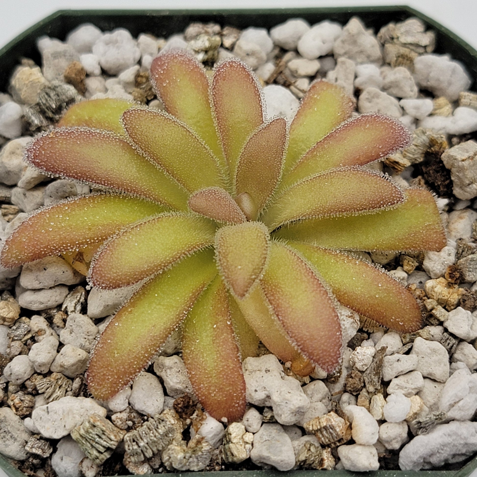 Pinguicula agnata 'El Lobo' x gypsicola – Butterworts
