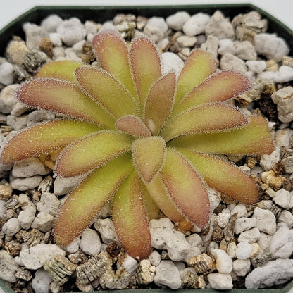 Pinguicula agnata 'El Lobo' x gypsicola – Butterworts