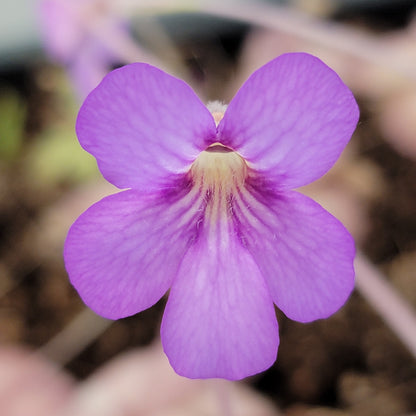 Pinguicula agnata 'El Lobo' x hemiepiphytica – Butterworts