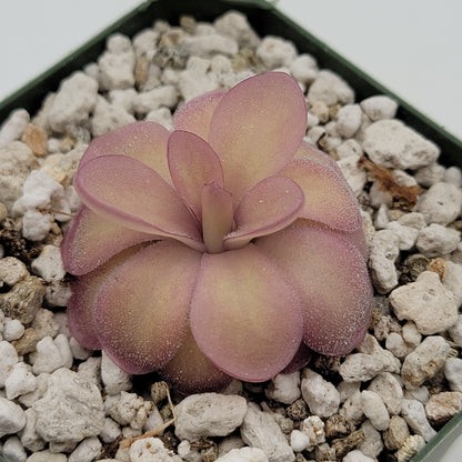Pinguicula agnata 'El Lobo' x hemiepiphytica – Butterworts