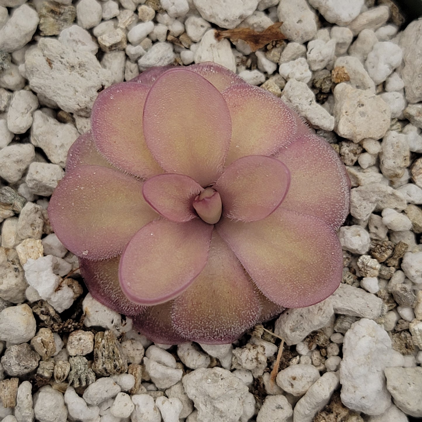 Pinguicula agnata 'El Lobo' x hemiepiphytica – Butterworts
