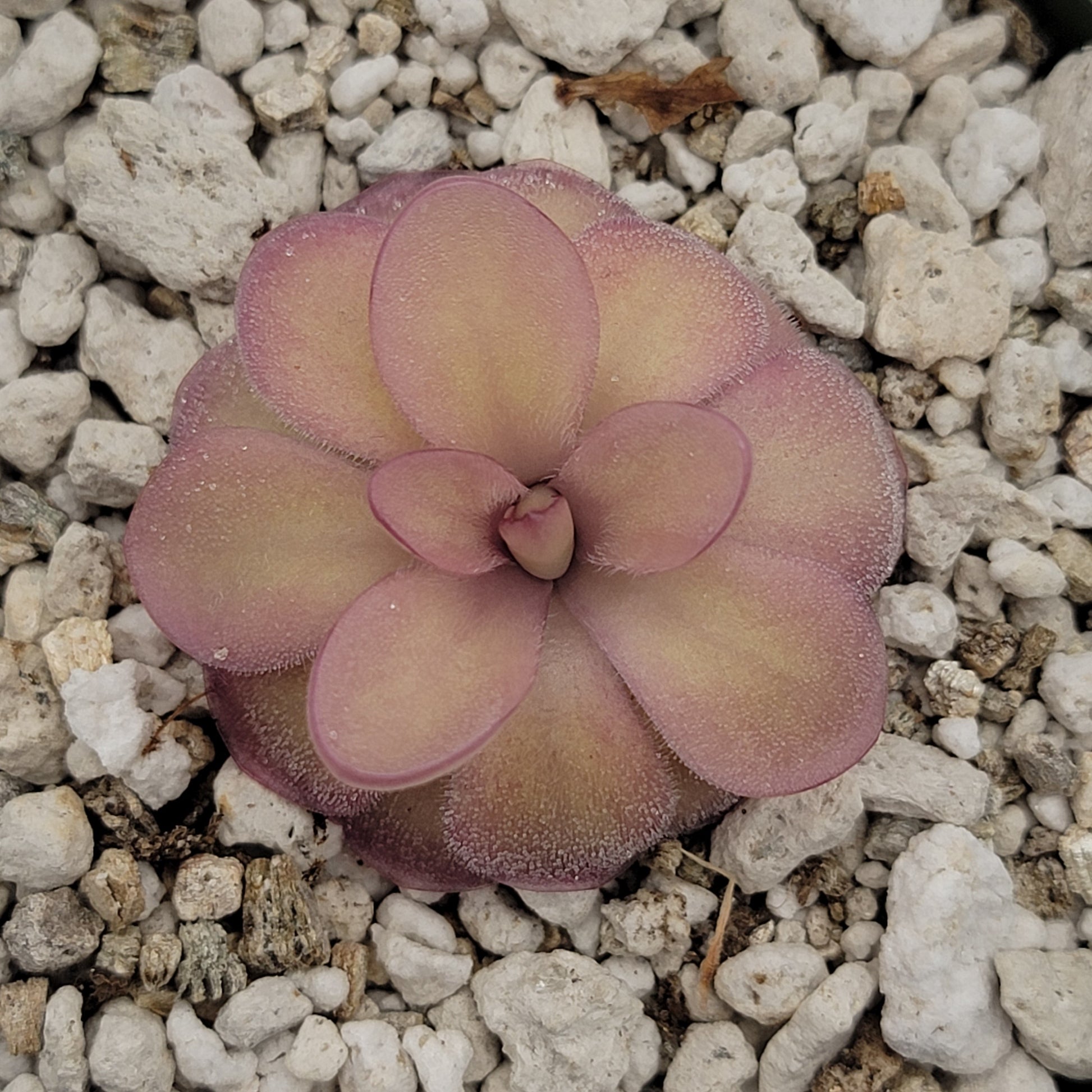 Pinguicula agnata 'El Lobo' x hemiepiphytica – Butterworts
