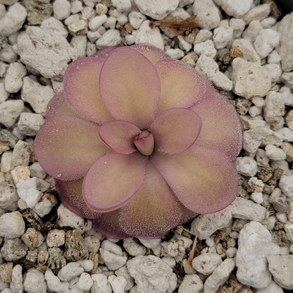 Pinguicula agnata 'El Lobo' x hemiepiphytica – Butterworts