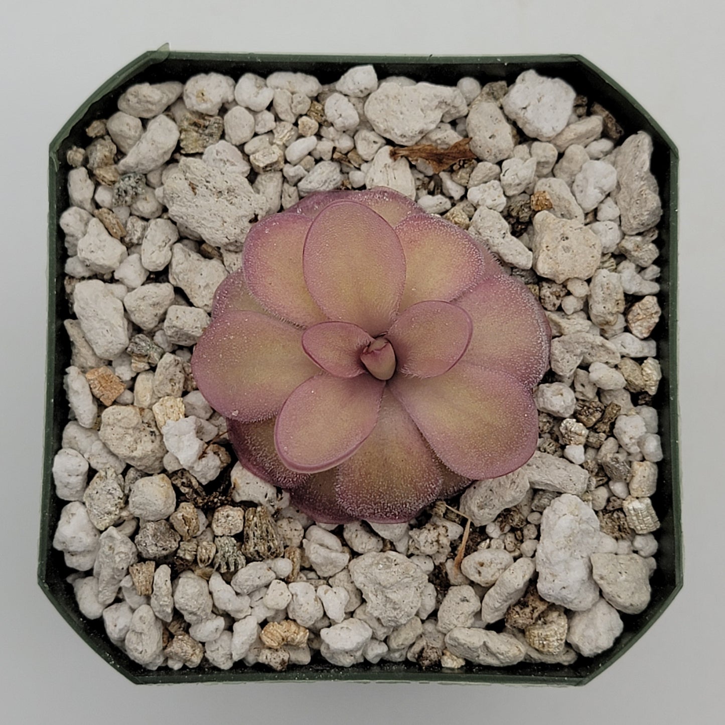 Pinguicula agnata 'El Lobo' x hemiepiphytica – Butterworts
