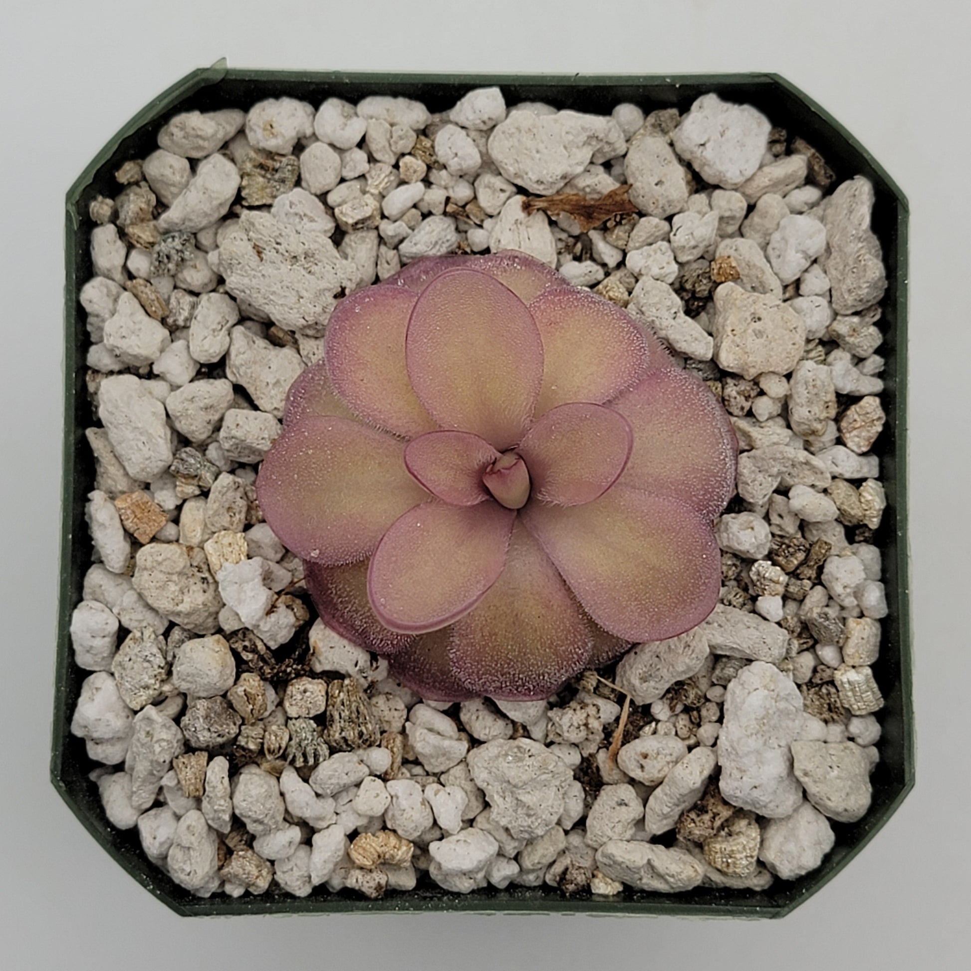 Pinguicula agnata 'El Lobo' x hemiepiphytica – Butterworts