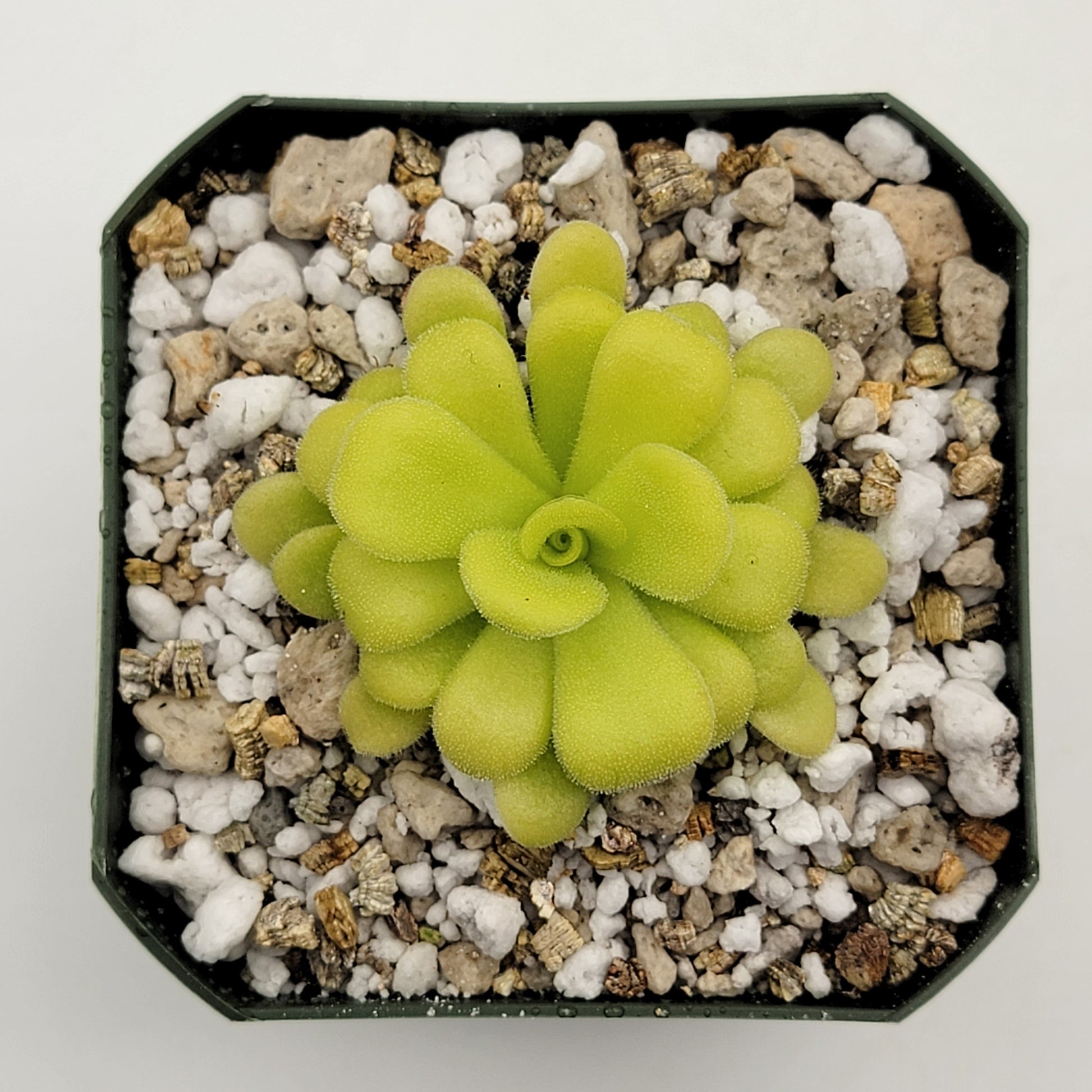 Pinguicula agnata – Carnivorous Butterwort from Mexico – Butterworts