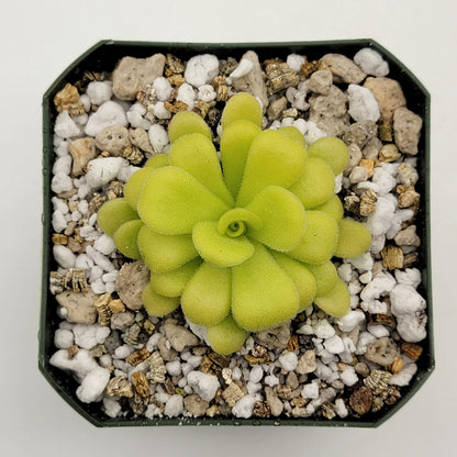 Pinguicula agnata – Carnivorous Butterwort from Mexico – Butterworts