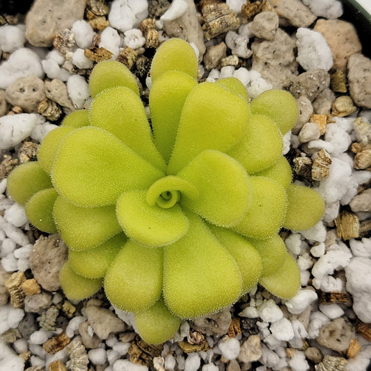 Pinguicula agnata – Carnivorous Butterwort from Mexico – Butterworts
